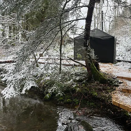 Wald Ist Zukunft