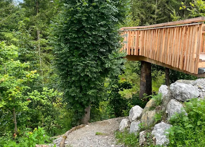 Wald Ist Zukunft *