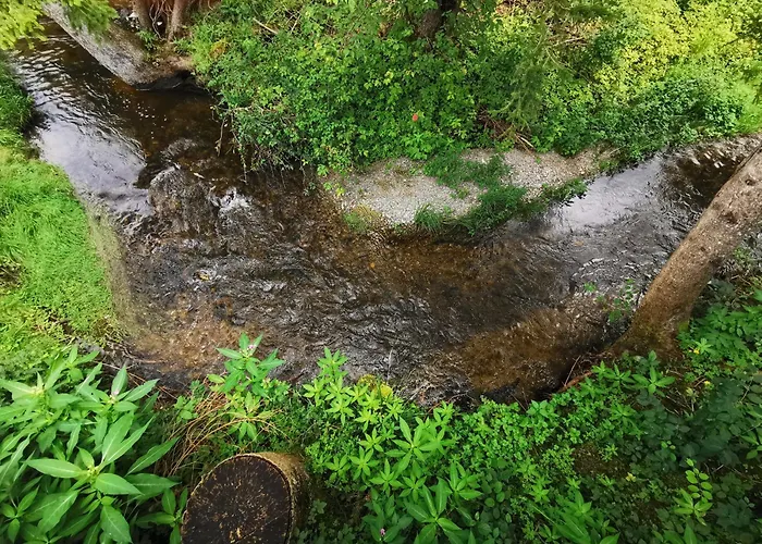 Wald Ist Zukunft Bernbeuren