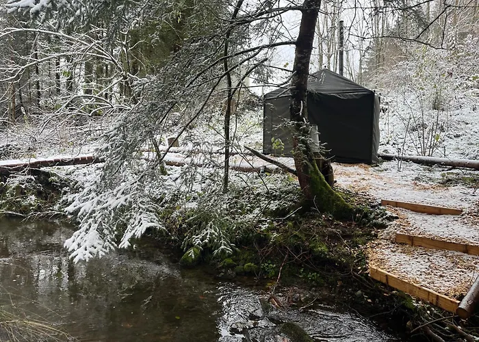 Wald Ist Zukunft