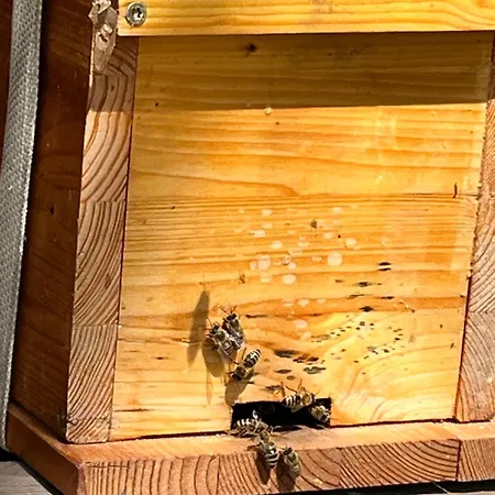Wald Ist Zukunft Üdülőpark Bernbeuren