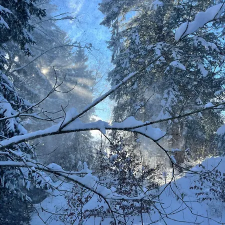 Üdülőpark Wald Ist Zukunft